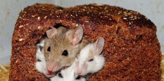Czy myszy lubią watę szklana?