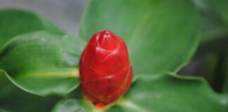 Ile kosztowało tico z salonu?