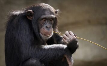 Jaki silnik ma Matiz?