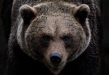 Dlaczego upadła firma Ursus?