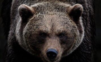 Dlaczego upadła firma Ursus? Dlaczego upadła firma Ursus?