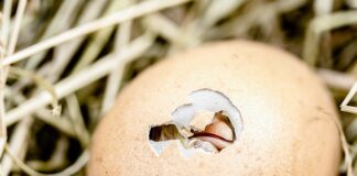 Co zrobić żeby kurczak nie był gumowy?