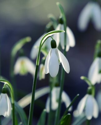 Ile się daje na 18 koleżance? Ile się daje na 18 koleżance?