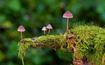 Jakie są rodzaje silników elektrycznych? Jakie są rodzaje silników elektrycznych?