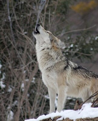 Ile jest warty Howl? Ile jest warty Howl?