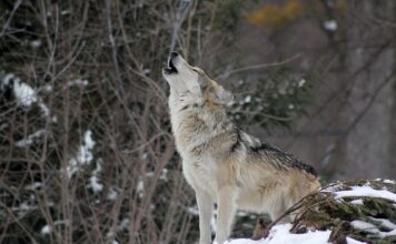 Ile jest warty Howl? Ile jest warty Howl?