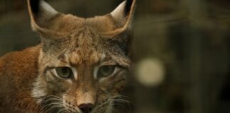 Czy można jeździć z rysą na szybie?