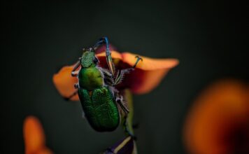 Ile kosztował nowy Żuk?