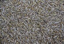 Kto produkuje Chevroleta? Kto produkuje Chevroleta?