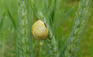 Jak uszczelnić przednią szybę w samochodzie?
