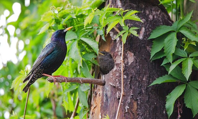 Jaki traktor jest najsilniejszy?