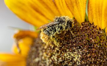 Jaka maska chroni przed pyłem radioaktywnym?