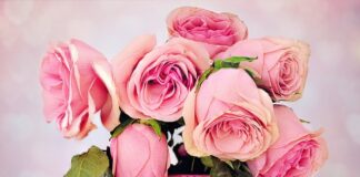 Czym się rożni MAN TGA od TGX?