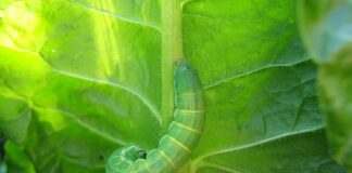 Ile spala Caterpillar?