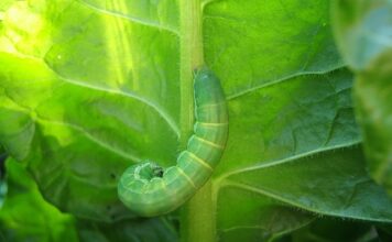 Ile spala Caterpillar?