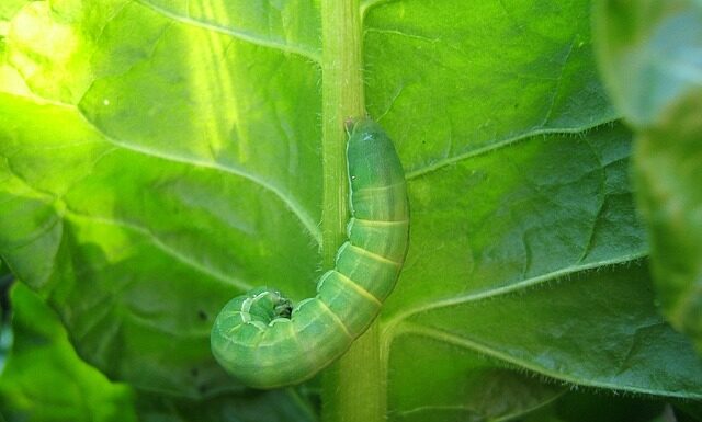 Ile spala Caterpillar?