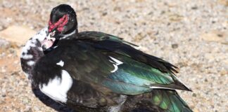 Co lepsze Altus czy Acera?