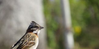 Ile kosztowało tico?