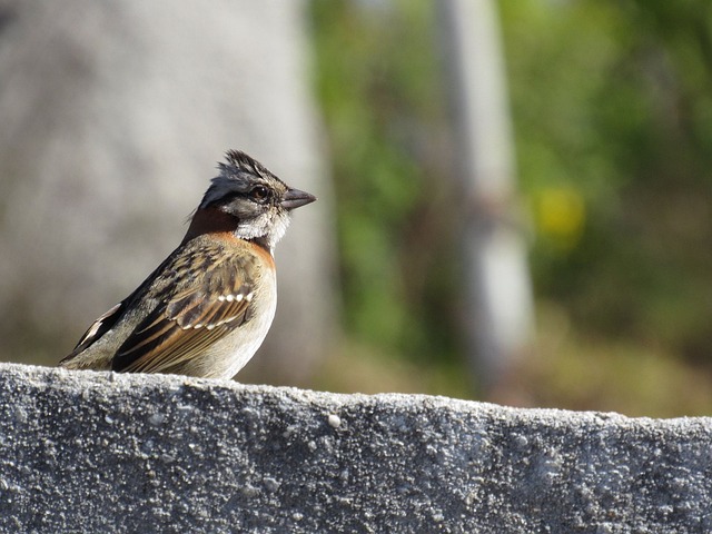 Ile kosztowało tico? Ile kosztowało tico?