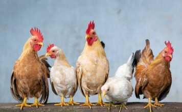 Kiedy solić pierś z kurczaka? Kiedy solić pierś z kurczaka?