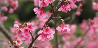 Ile czasu zajmuje wymiana linki hamulca ręcznego?