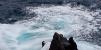 Jaka jest cena katalizatora?