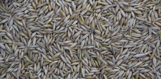 Co jest produkowane w Starachowicach?