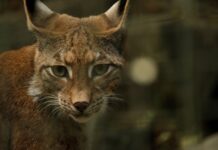 Jak zamaskować drobne rysy na karoserii? Jak zamaskować drobne rysy na karoserii?