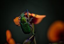 Ile biegów ma Żuk?