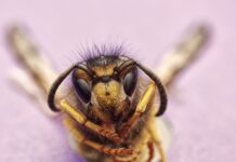 Czym się różni E65 do E66?