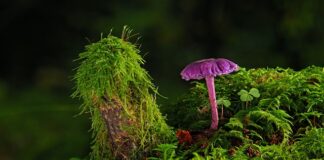 Czy można położyć gładź na starą farbę?