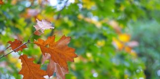 Jak usunąć nalot rdzy z lakieru?