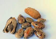 Na jakim oleju silnik pracuje ciszej?