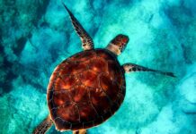 Co daje powłoka ceramiczna na aucie?