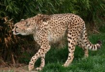 Ile koni ma najszybsze BMW? Ile koni ma najszybsze BMW?