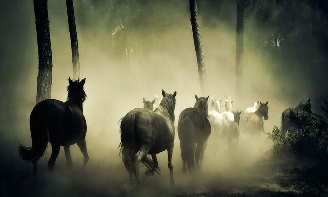 Ile ma koni Porsche Macan?