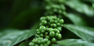 Co opłaca się uprawiać na małym areale?