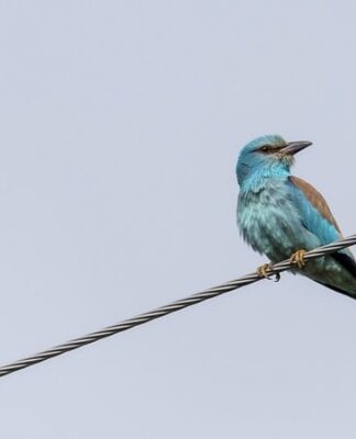 Czy walec może jeździć po drodze?