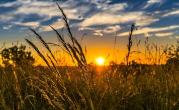 Jakie maszyny do uprawy kukurydzy?