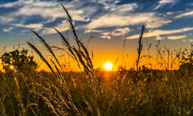 Jakie maszyny do uprawy kukurydzy? Jakie maszyny do uprawy kukurydzy?