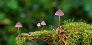 Jakie znasz rodzaje maszyn?