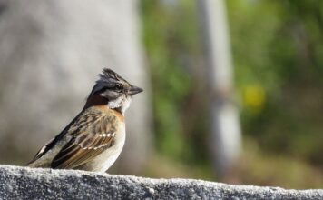 Ile biegów ma Tico? Ile biegów ma Tico?