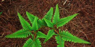 Jakie auto ma najwięcej koni?