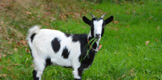 Jakie chwyty z rogami?