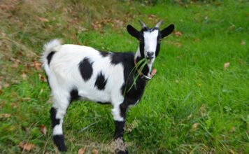 Jakie chwyty z rogami?