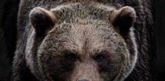 Czy Ursus to dobry ciągnik?