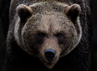 Czy Ursus to dobry ciągnik?