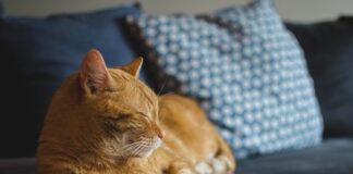 Gdzie uciskać na sen?