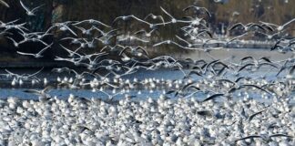 Co to jest stały napęd 4X4?