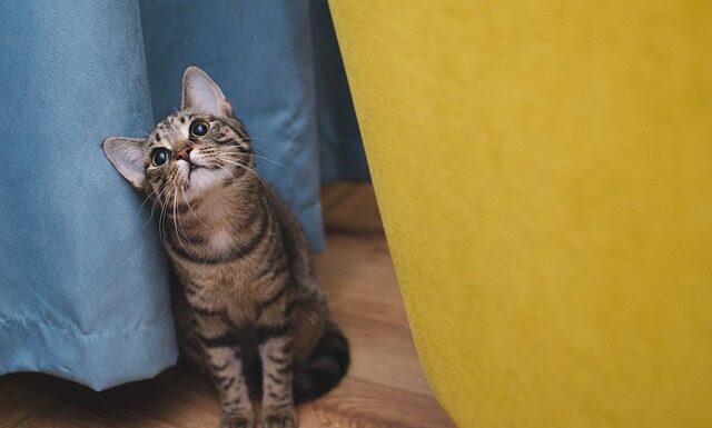 Co to znaczy Cat Linux?